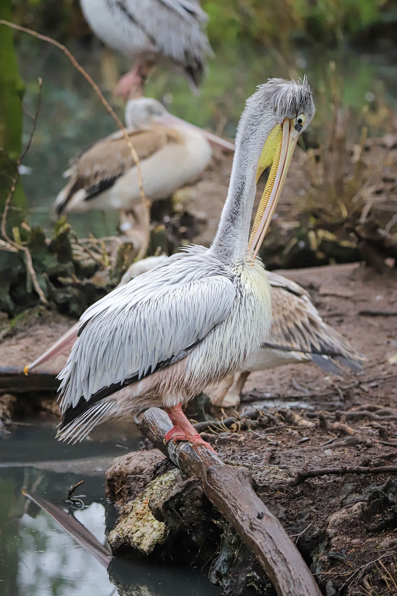 pelican passeport