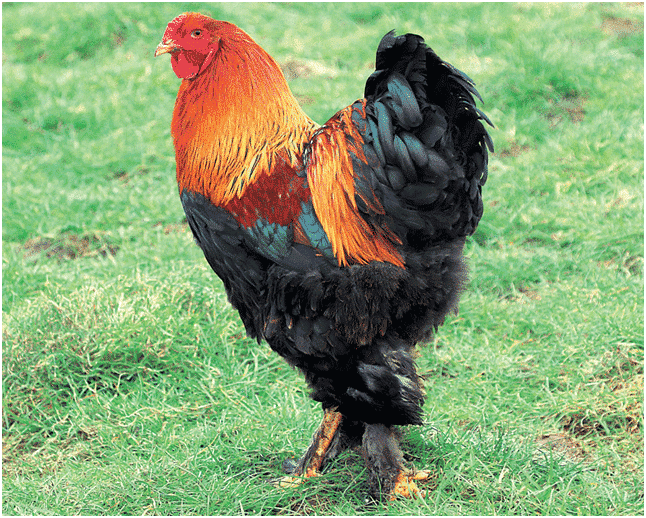 poule passeport cigogne maguari