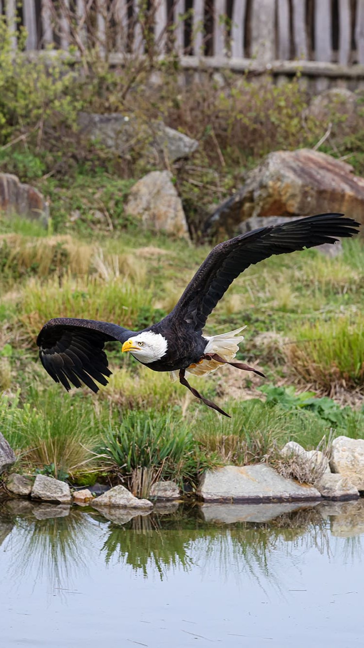 pygargue passeport cigogne maguari