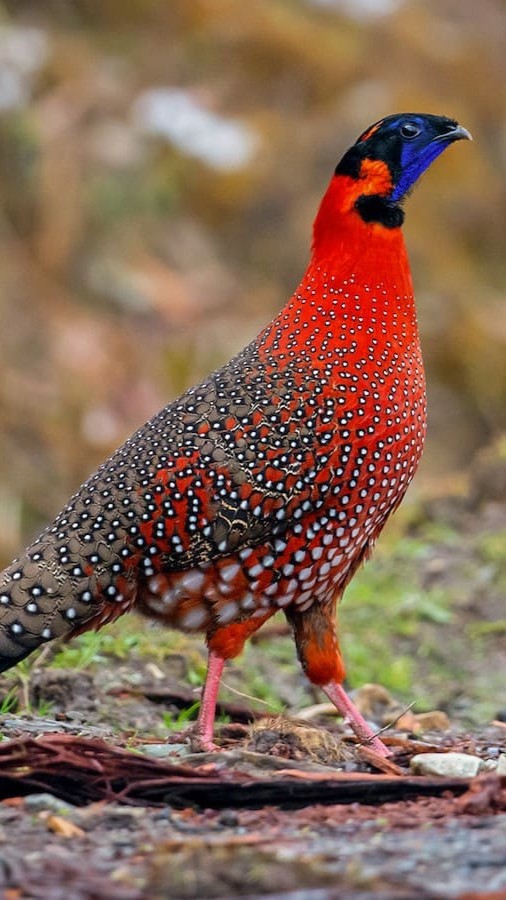 satyre passeport cigogne maguari