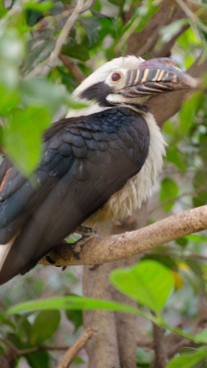 tarictic passeport cigogne maguari
