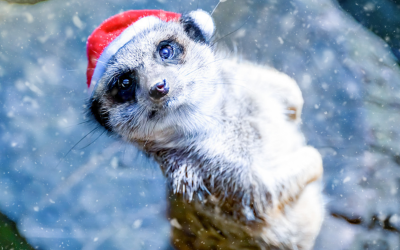 🎄 Marché de Noël au Zoo de la Boissière-du-Doré 2025🎅