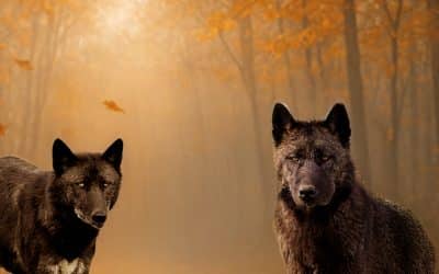 HALLOWEEN AU ZOO –  Vacances d’Automne – Animations spéciales 29,30 & 31