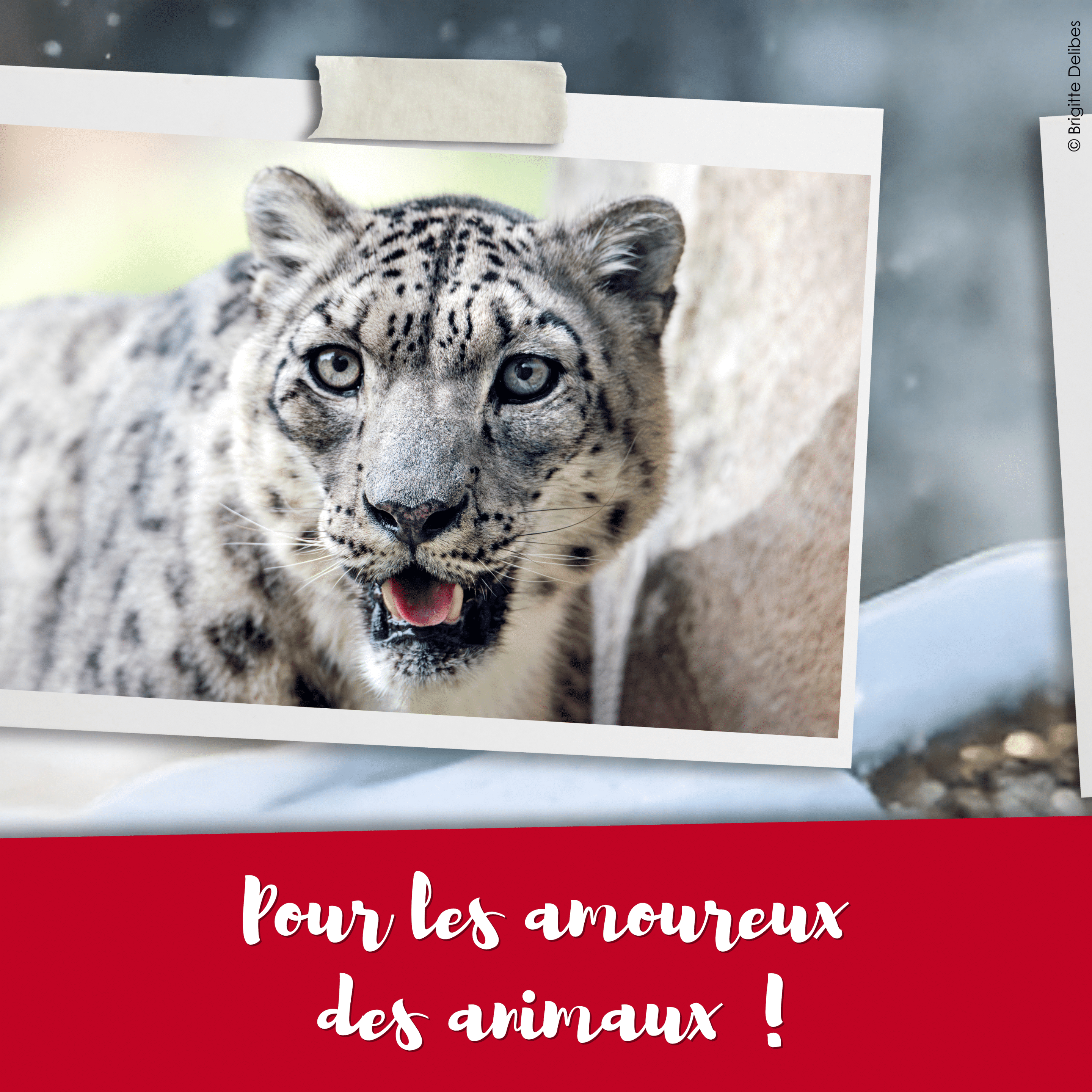 africa_lodge_cadeau_zoo