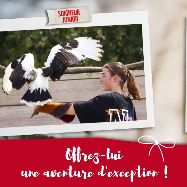 BON CADEAU - JUNIOR - 2026 non daté - de 9 à 14 ans