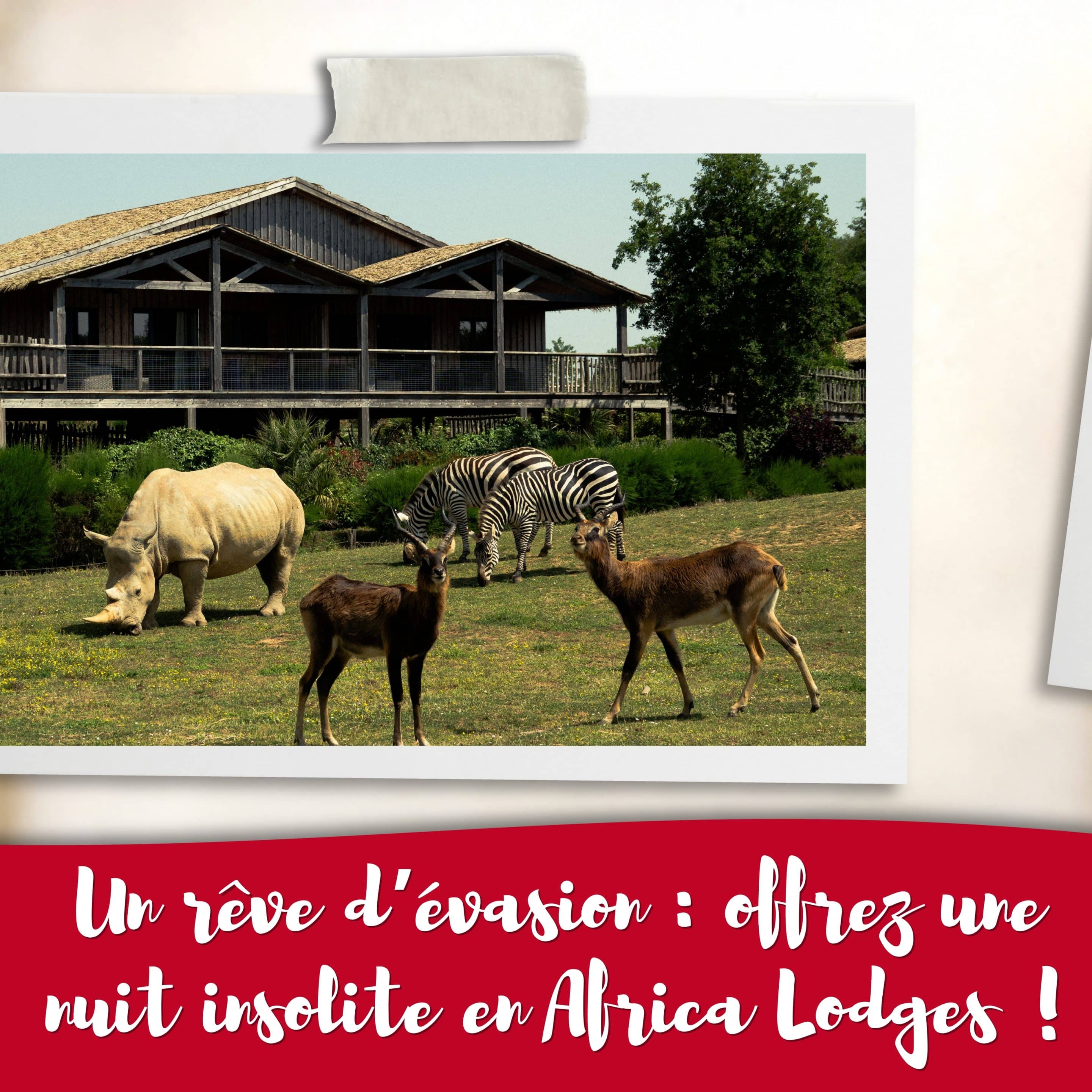africa_lodge_cadeau_zoo
