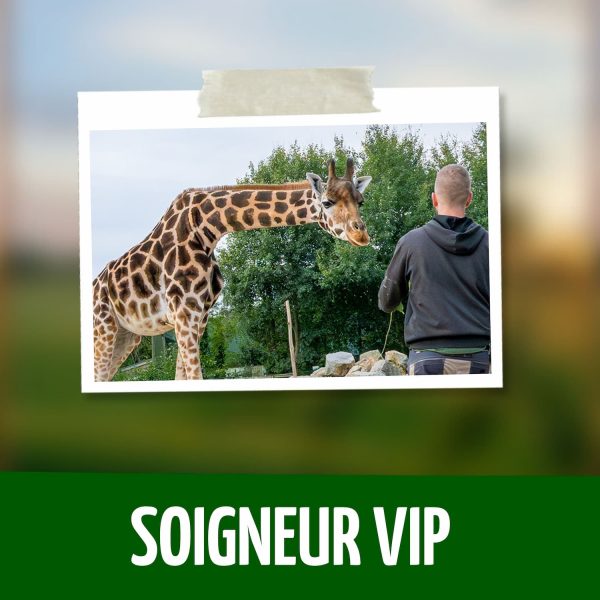 Activité Soigneur VIP
